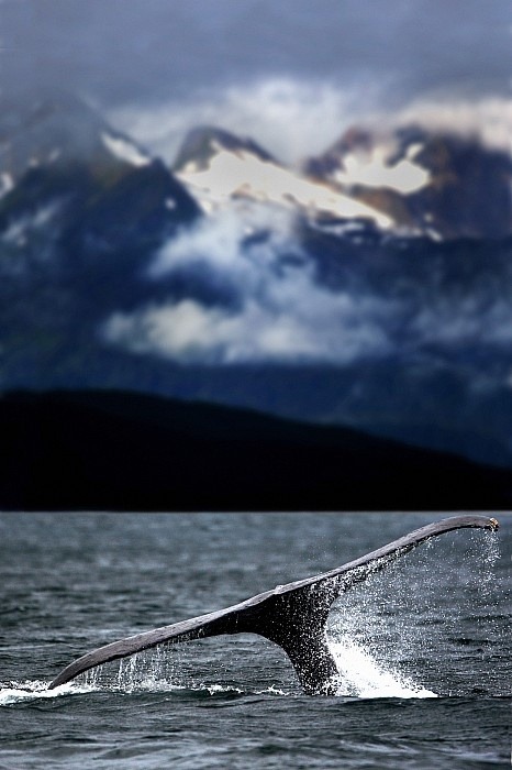 wolverxne:  Splash From Tail Of Humpback Whale | Richard Wear   