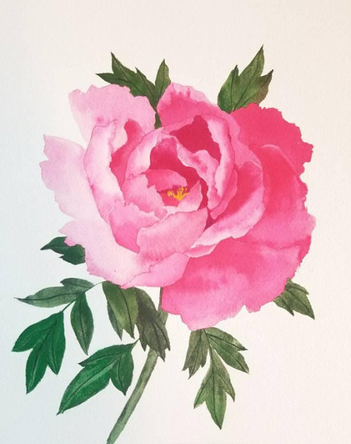 Pink Peony Original Watercolor //yanayashinaARTWORKS