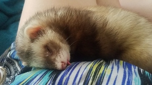 Not a pure cat, but a cat-snake. Aka, ferret. Ferrets do bleps too!! My sister’s boy Smokey(su