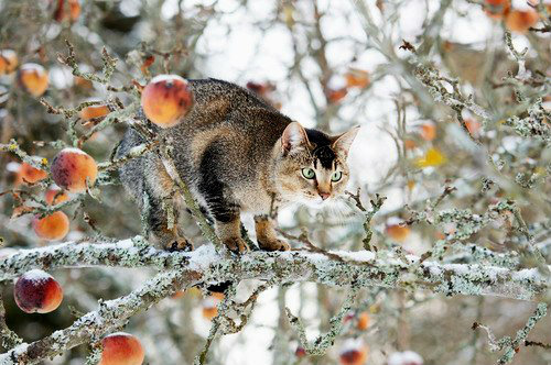 pagewoman:  Apple tree cat    🍃   🐈  🍃   
