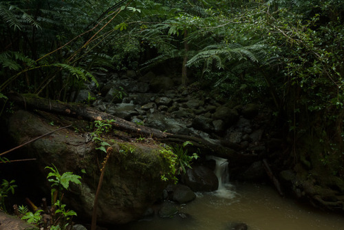 phillipantonio: Manoa Falls trail in Honolulu, Hawaii. Photographed by Phillip Antonio