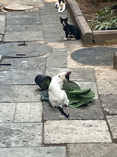 Knock Over The Plant? Who Me? I Would Never.
