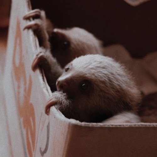 Newt
