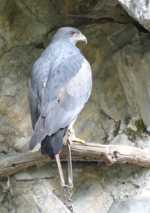 Une série sur les aigles, buses et autres grands rapaces diurnes&hellip;Ici, ils sont en captivité a