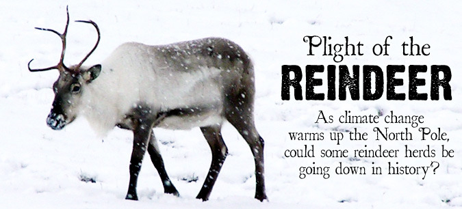 As climate change warms up the North Pole, could some reindeer herds be going down in history?