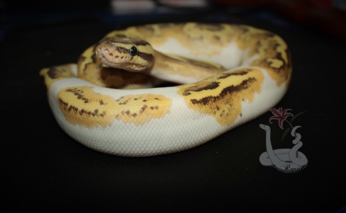 i-m-snek:Do I take too many pictures of Asriel? ProbablyDo I care? Nah