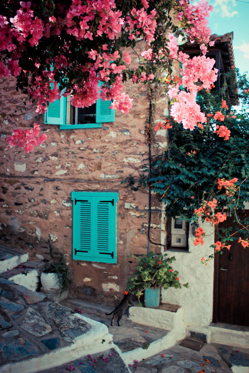 Blue shutters