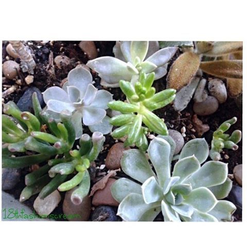 I play music to my plants ♥#rockisnotdead #robzombie #korn ♥ #succulentlove . . . .