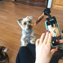 laughingsquid: Flexy Paw, A Flexible Phone Attachment That Grabs a Pet’s Attention for Pictures With a Yummy Treat