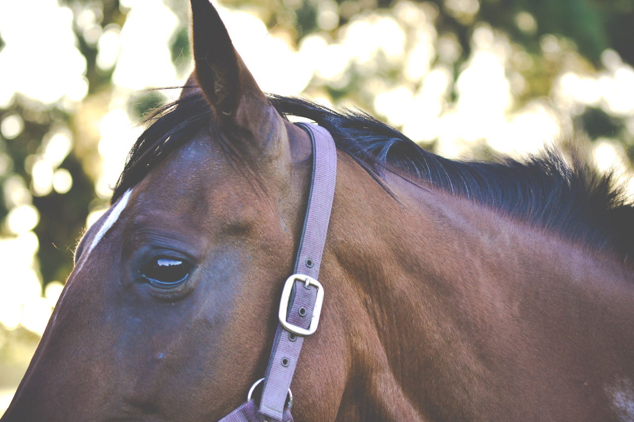 grumpy-mare:  Lucky’s cute