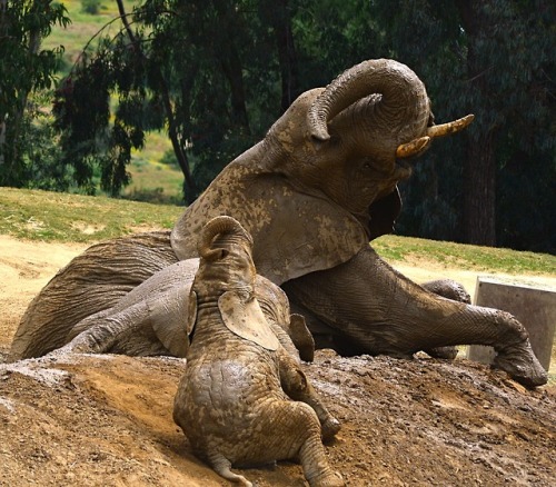 A muddy day for elephants. Photos by Keeper Evan