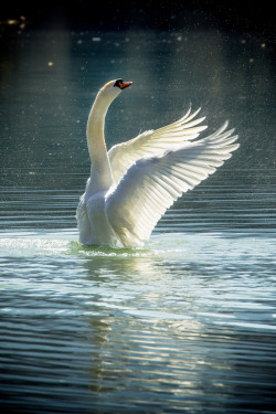 brazenbvll:  Swan Lake → (©)  