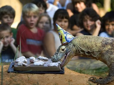 birthdaycakesforanimals:  ‘Krakatoa, a 75-pound, 7.5-foot long Komodo Dragon, celebrates