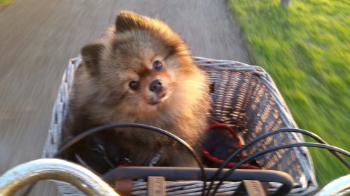 sunny-pomeranian:  Whiiiii on the bike