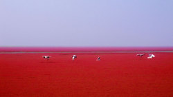 Sixpenceee: Red Beach In Panjin, China Panjin Red Beach In China Is Not Covered In