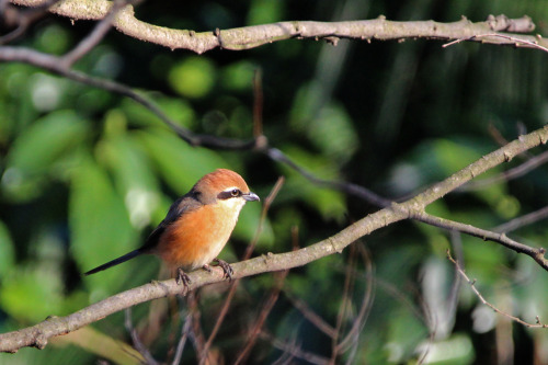 A bull-headed shrike looking for a prey.