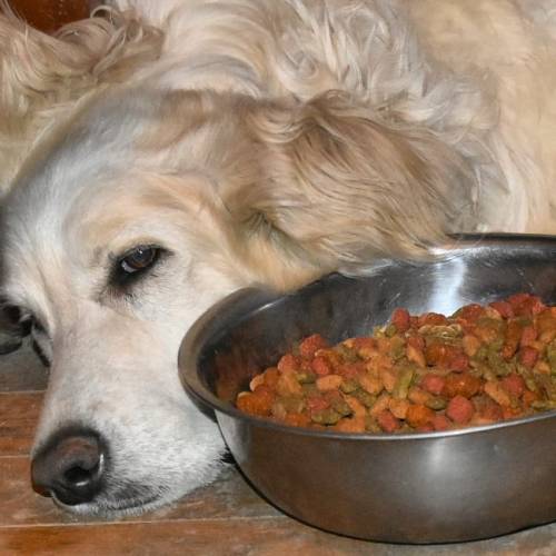 Siri This is a new thing, Siri has taken to guarding the food bowl. She doesn’t want to eat th