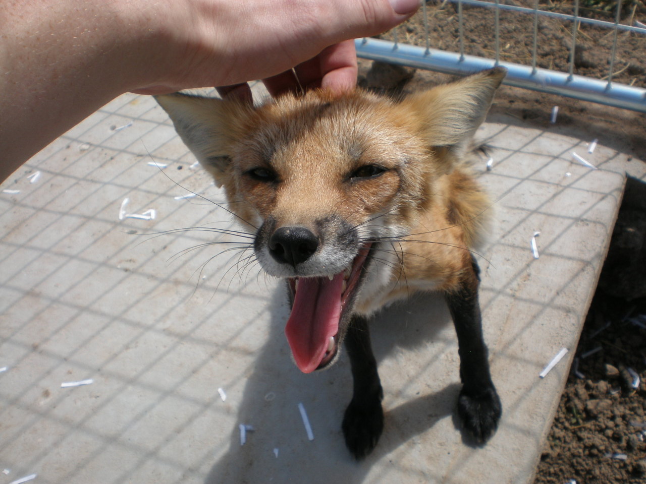 foxesarethebestanimals: A timeline showing the best pic from each time I have gone
