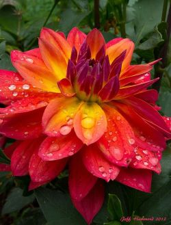 flowersgardenlove:  ✯ Hawaiian Dahlia Beautiful
