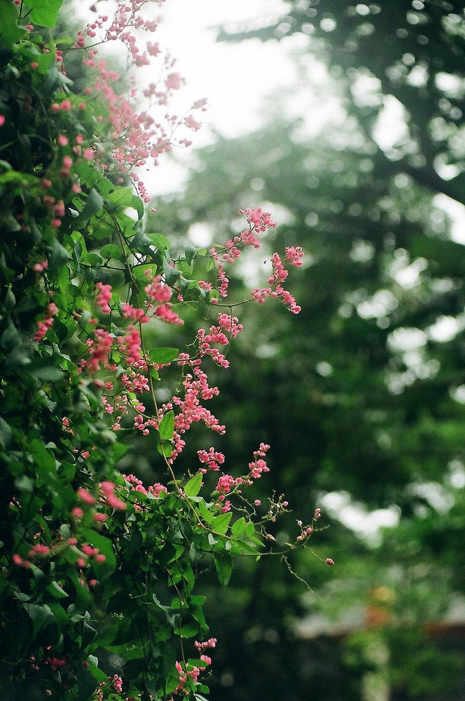 vacants:  88500018 (by HieuRL) 