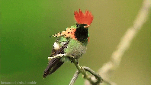 Colibrí coqueto … always flirting!becausebirds:The magical Tufted Coquette! This beautiful hu