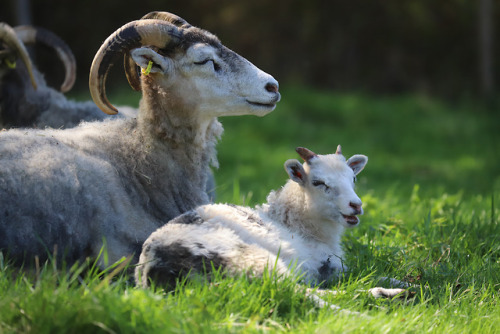 Especially for Mother’s Day - two caring Gute sheep mothers with their young ones. 