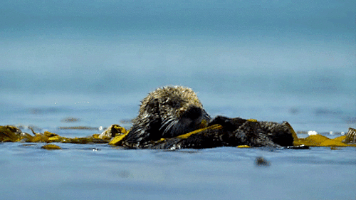Sea otters have the densest fur of any animal and such a luxuriant coat requires a great deal of att
