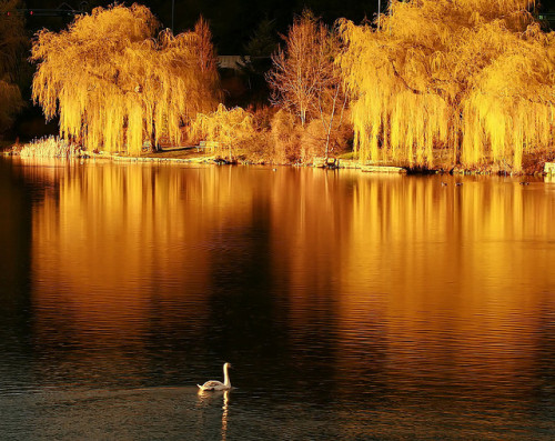 On golden pond by Eyesplash - the new slow way on Flickr.
