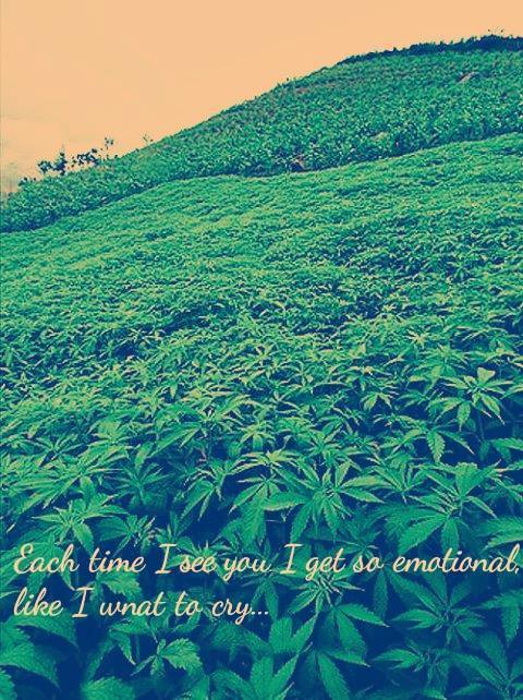  ॐ ALL WE REALLY NEED IS WEED ॐ 