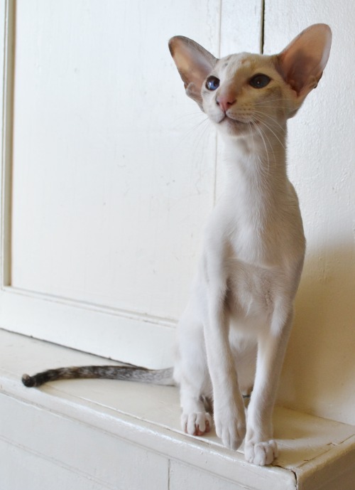 mostlycatsmostly:Seal Cream Tortie Point and White Oriental Shorthair(via pointheavenwardsiamese)