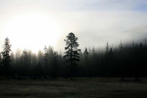 Morning Mist, Yellowstone National Park by Robert A. Coles on Flickr.