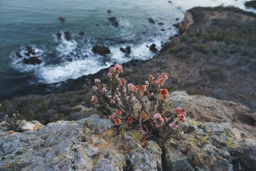 hannaoliviaway: seaside blooms