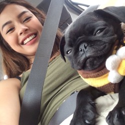 cute-overload:  Ridiculously photogenic pughttp://cute-overload.tumblr.com