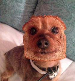 tastefullyoffensive:  Half-dog Half-bread [x]