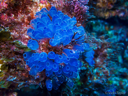 end0skeletal: Sea squirts (or ascidians) are a group of sac-like marine invertebrate 