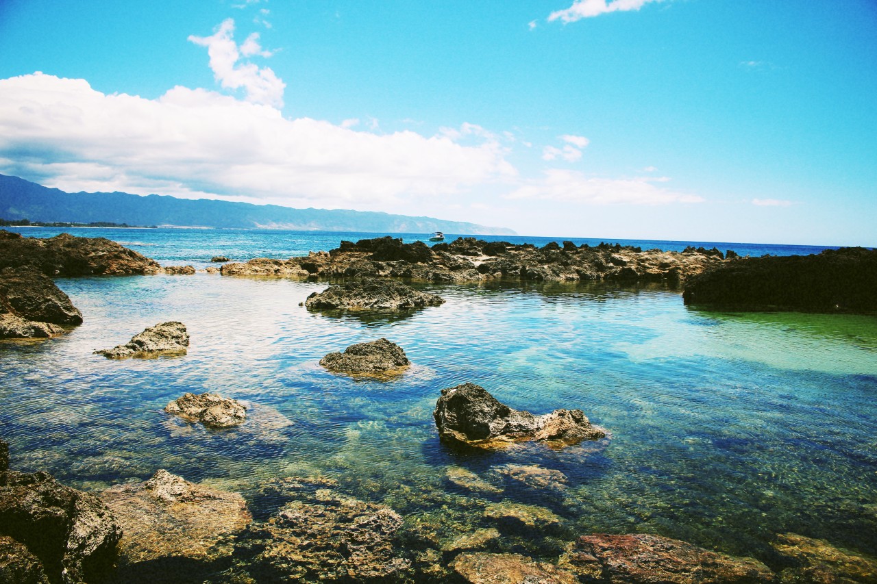 kimmm808:  Sharks Cove, North Shore