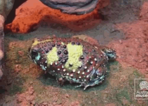 realmonstrosities:  A Crucifix Frog (Notaden bennettii), from Australia, taps her tootsies. These fidgety feet attract the attention of insect prey in a ruse known as pedal luring. (Video: Australian Museum) 