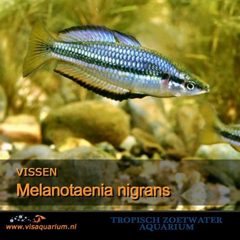 Melanotaenia nigrans - The expected life span is 3-5 years.
#aquarium #fish
https://www.instagram.com/p/B86fFuQJYIu/?igshid=ptiuz1jfijh0