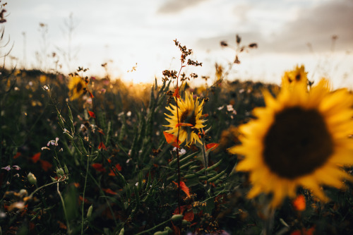 September &amp; sunflowers