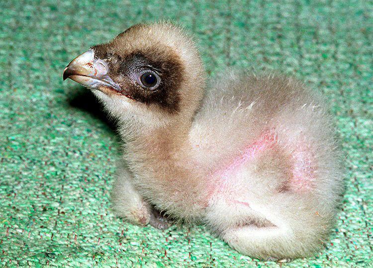 soloontherocks:  pigeonfancier:  soloontherocks:  BABY BEARDED VULTURE, GUYS BABY
