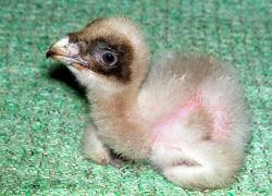 soloontherocks:  pigeonfancier:  soloontherocks:  BABY BEARDED VULTURE, GUYS BABY BEARDED VULTURE  i love how bearded vultures are cute chicks and then they turn into this   You mean they turn into MAGNIFICENT WINGED DRAGONBEASTS 