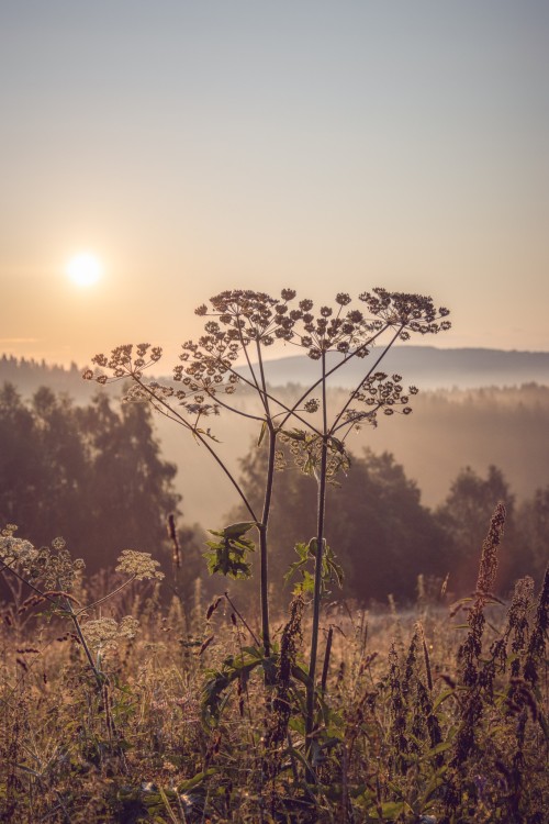 Morning Light