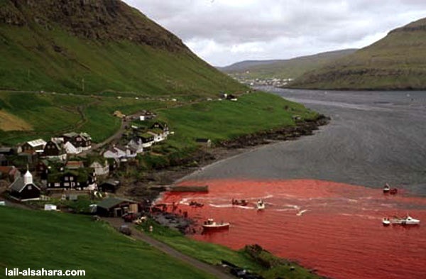 fighting-for-animals:  This is hypocrisy of the West in its foulest form. The media