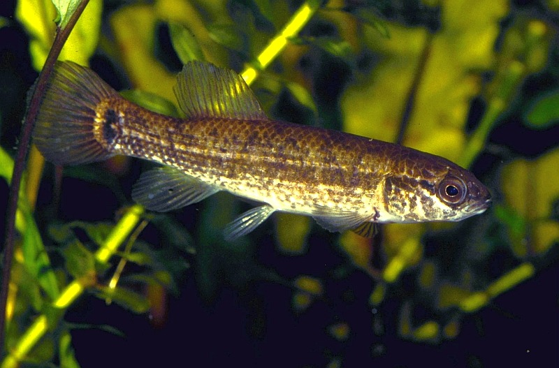 North American Native Fishtanks — Native Mudminnows, Family Umbridae, for  the Home