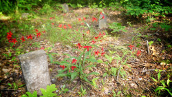 destroyed-and-abandoned:  Abandoned, overgrown graveyard - Chestnut Ridge, South Carolina — more in comments Source: prene7 (flickr) Read More  @plantext