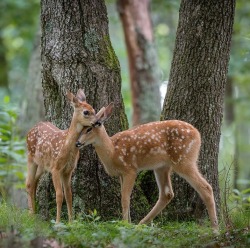 beautiful-wildlife:  Together by Nick Kalathas