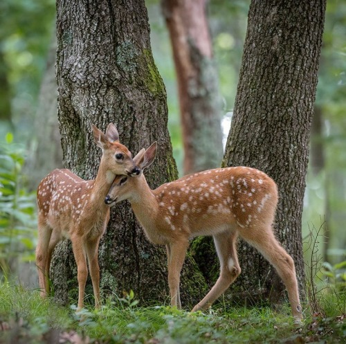 beautiful-wildlife:  Together by Nick Kalathas - Nature’s Moments 