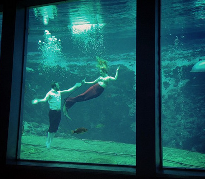 ohremus:if you’re ever worried about what you wanna do after college just remember that my best friend graduated and said “i wanna be a mermaid” and now she performs as a mermaid in aquarium shows please let your wildest dreams come true