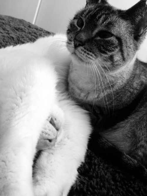 Cats, Cats, Cats!