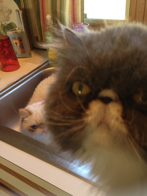 wheatles-the-cat:  Wheatley parked himself in the sink and Angie got really offended 